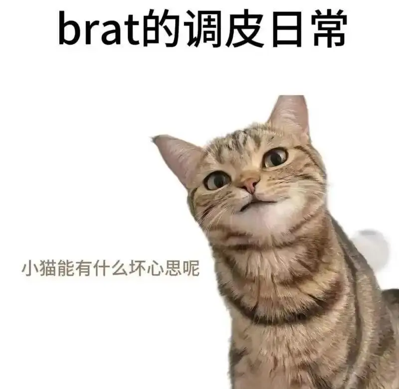 【西檬之家】字母圈k9犬系新人入圈指南